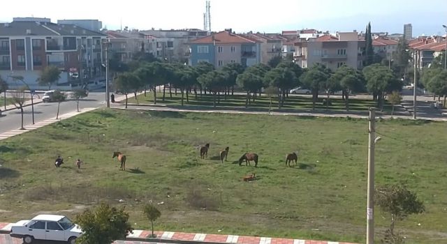 Yılkı Atları Manisa Şehir Merkezine Kadar İndi