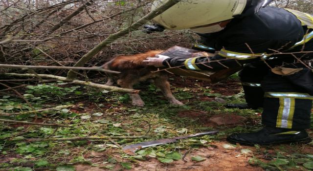 Köpeğin Kafası Tenekeye Sıkıştı