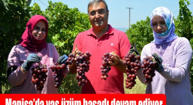 Manisa'da Üzüm Hasadı