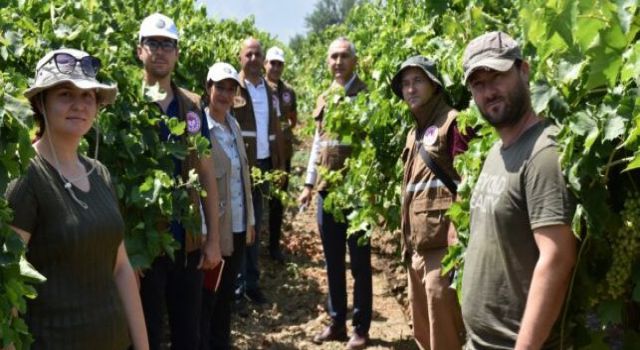 Üzüm Rekolte Çalışması