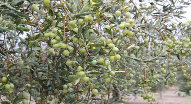 BAŞKAN ŞİMŞEK "ZEYTİN ÜRETİCİLERİNE DESTEK VERİLMELİDİR"