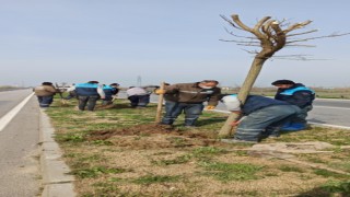 Büyükşehir, Çevre Yoluna 125 Yeni Ağaç Dikti