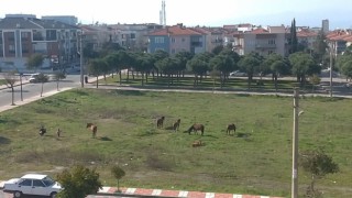 Yılkı Atları Manisa Şehir Merkezine Kadar İndi