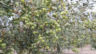 BAŞKAN ŞİMŞEK "ZEYTİN ÜRETİCİLERİNE DESTEK VERİLMELİDİR"